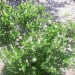 Sweet Pepperbush